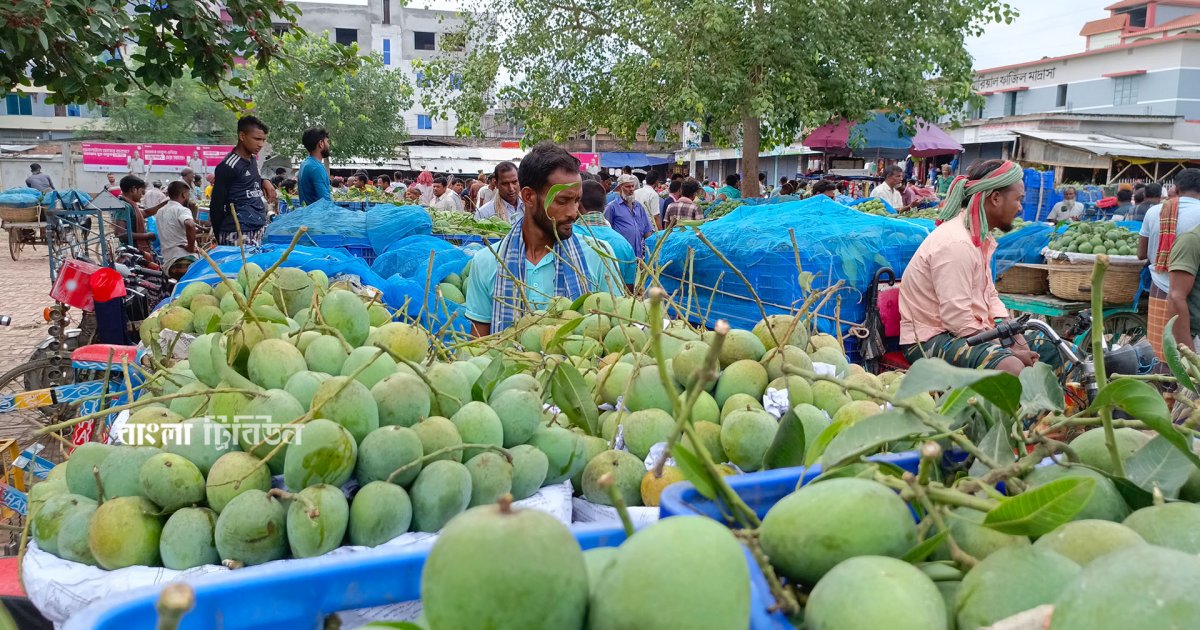 রাজশাহীতে এবার আমের দাম কম, ক্রেতা নেই