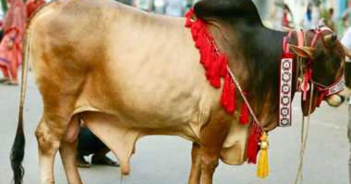 ঈদের নামাজ শেষে চলছে পশু কোরবানি