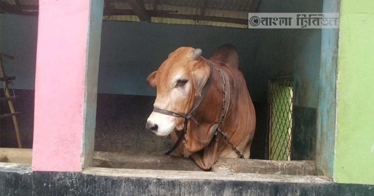 ঈদুল আজহার দ্বিতীয় দিনেও রাজধানীতে চলছে কোরবানি