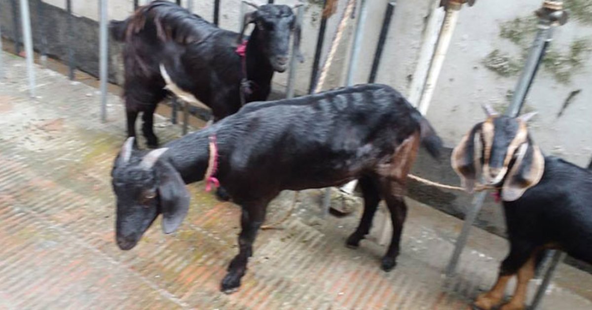 খাসি-ভেড়ার চামড়া প্রতি পিস ৫ টাকা