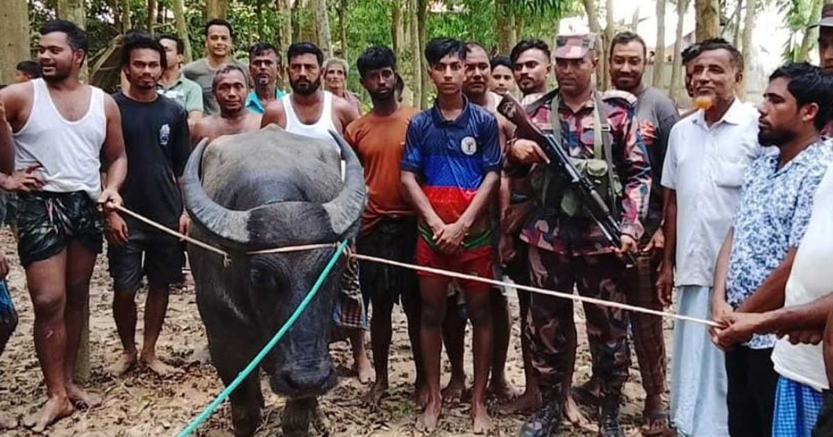 কোরবানির মহিষ ছুটে গেলো ভারতে, বিএসএফের ধাওয়ায় ফিরে এলো বাংলাদেশে