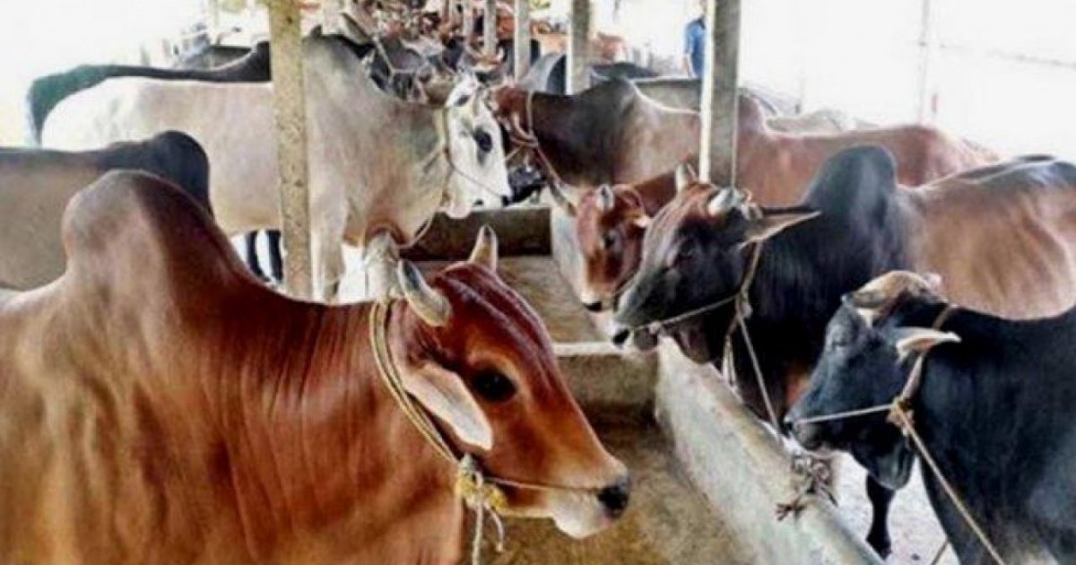 এবারও চামড়ার দাম কমলো কেন