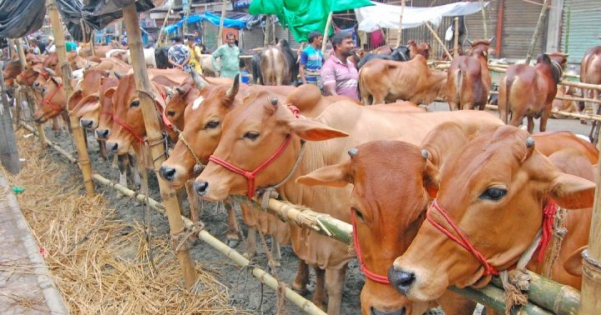 খুলনা বিভাগে সংরক্ষণ করা হয়েছে ৩২৬০০০ পিস চামড়া