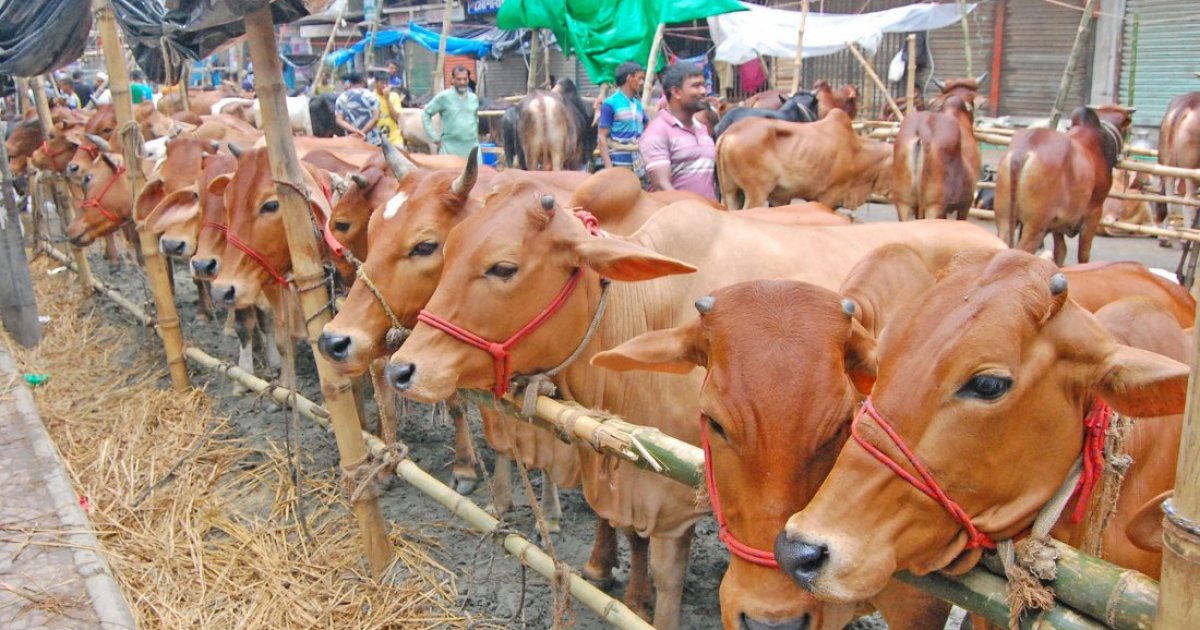 চট্টগ্রাম বিভাগে মাদ্রাসা, এতিমখানা ও লিল্লাহ বোর্ডিংয়ে সংরক্ষণ করা হয়েছে পৌনে ৮ লাখ চামড়া