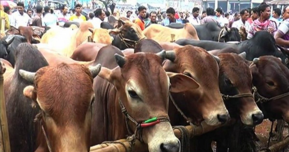সাভার চামড়া শিল্পনগরে এসেছে ১৬৫৬টি চামড়াবাহী ট্রাক