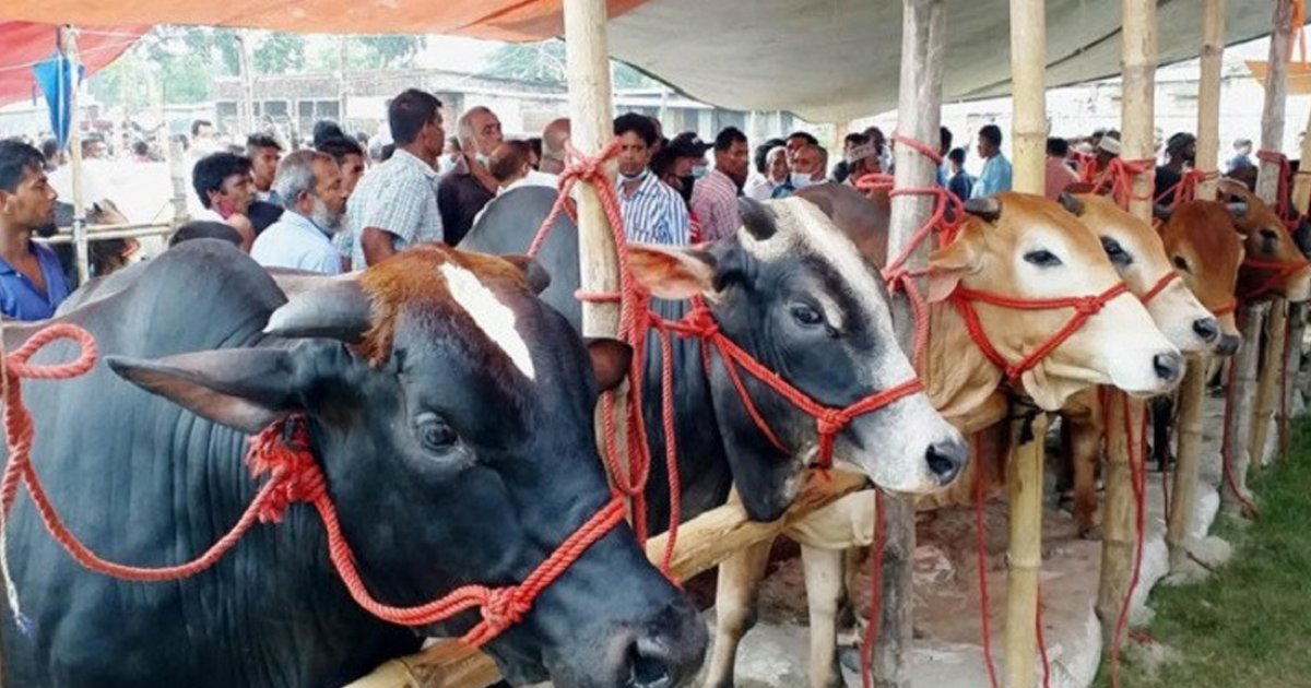 বেচা যায়নি চামড়া, পোঁতা হলো মাটিতে