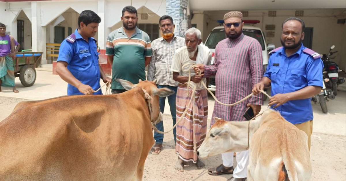 বৃদ্ধ বাবার গরু চুরি করে বিক্রি করলেন ছেলে, উদ্ধার করলেন ইউপি চেয়ারম্যান