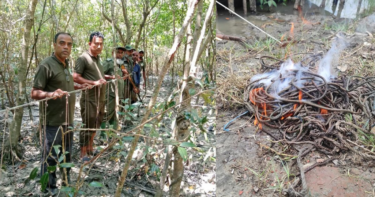 সুন্দরবন থেকে ১৩৫টি হরিণ শিকারের ফাঁদ জব্দ