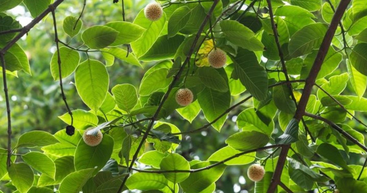 আজি ঝরো ঝরো মুখর বাদর দিনে