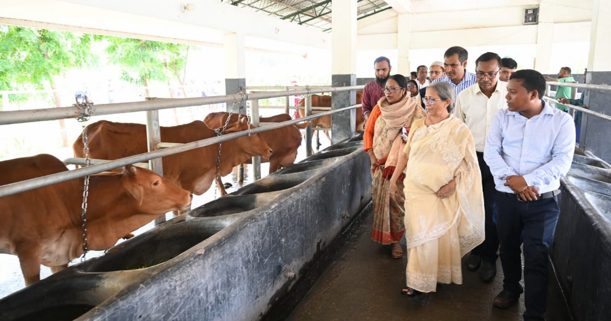 লাম্পি স্কিন ডিজিজে গবাদিপশুর চামড়ায় প্রভাব পড়ে কিনা দেখতে হবে: প্রাণিসম্পদ উপদেষ্টা