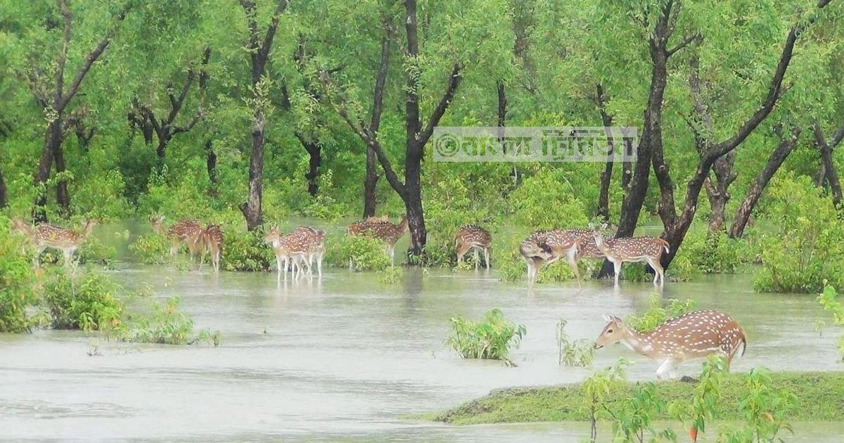 সুন্দরবনে হরিণ শিকারের ৬ শতাধিক ফাঁদ উদ্ধার, শিকারিরা ধরাছোঁয়ার বাইরে