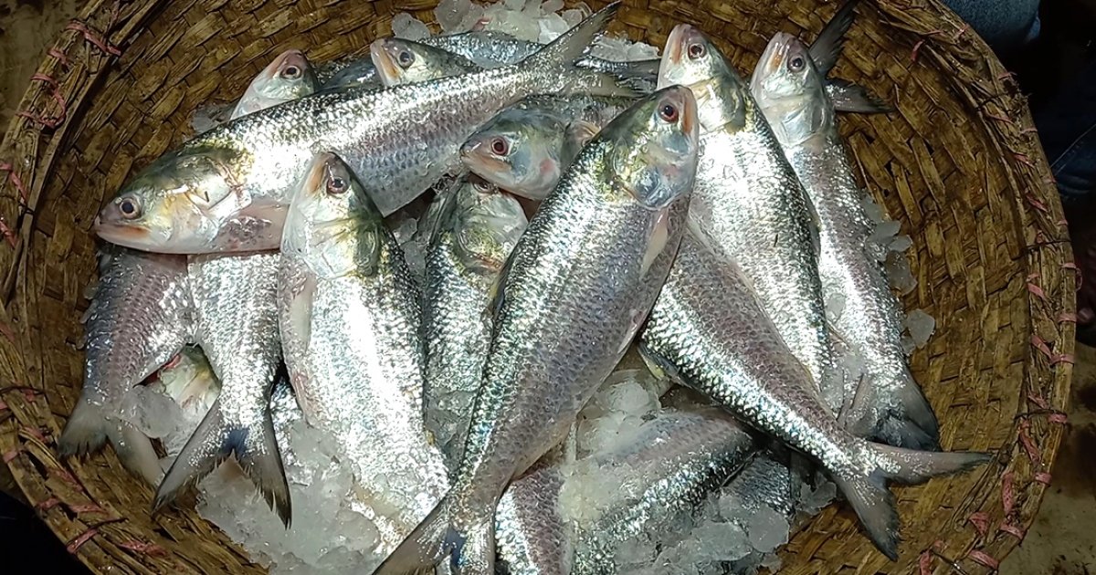 ইলিশের দাম নির্ধারণ করতে মন্ত্রণালয়ে চিঠি