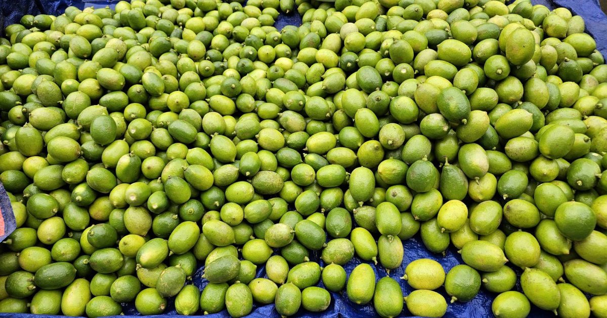 লেবু খেলে এত উপকার পাওয়া যায় জানতেন?