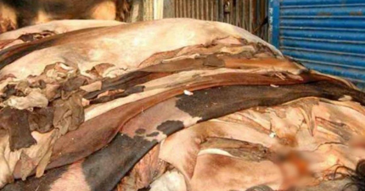 কোরবানির চামড়ায় ‘ফ্লে কাট’ ক্ষত, দাম কমেছে গড়ে ৪৫ শতাংশ: সিপিডি