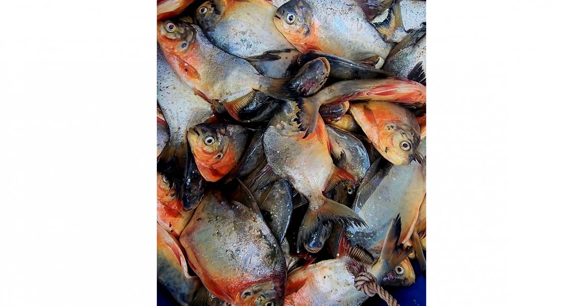 নিষিদ্ধ পিরানহা মাছ জব্দ, ব্যবসায়ীকে জরিমানা