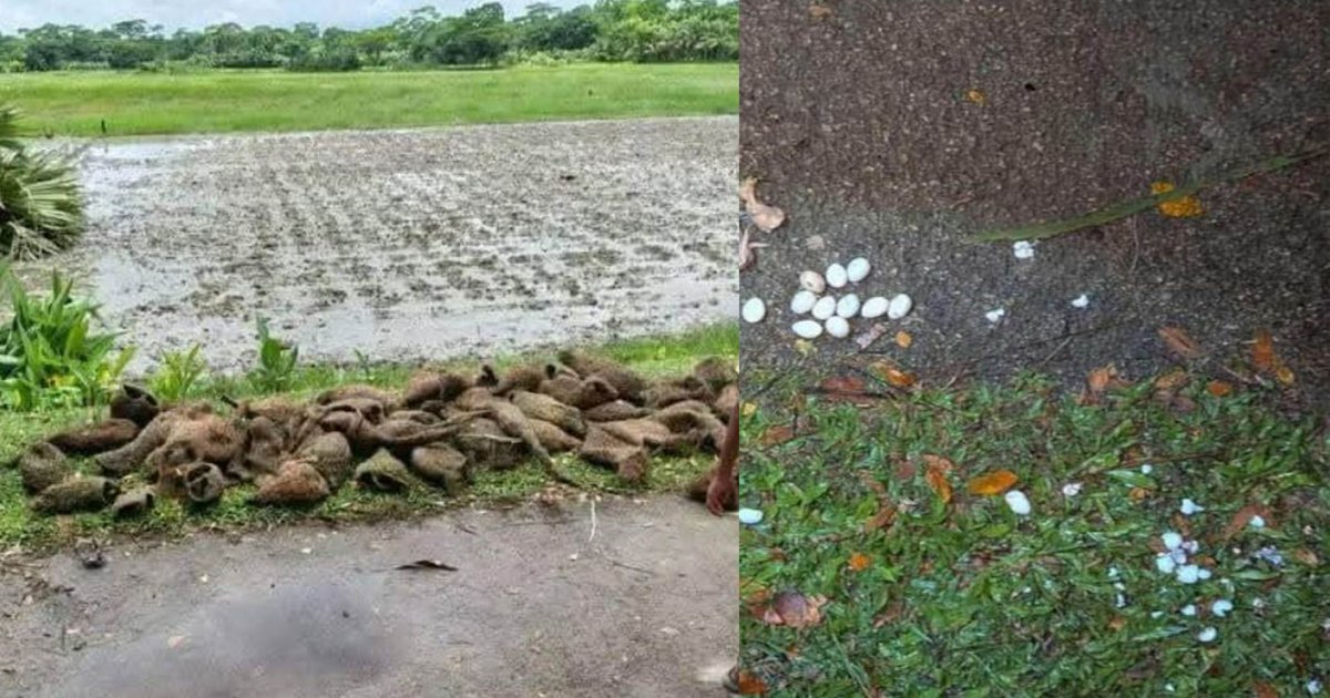কেটে ফেলা হলো তালগাছ, ‘শতাধিক’ বাবুই পাখির মৃত্যু