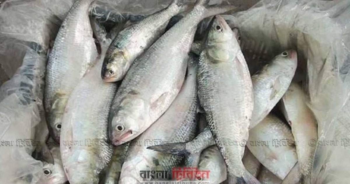 ইলিশের দাম নির্ধারণের প্রস্তাবে প্রধান উপদেষ্টার অনুমোদন