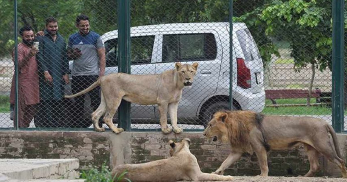 অবৈধভাবে পালিত ১৮টি সিংহ জব্দ করলো পাকিস্তান
