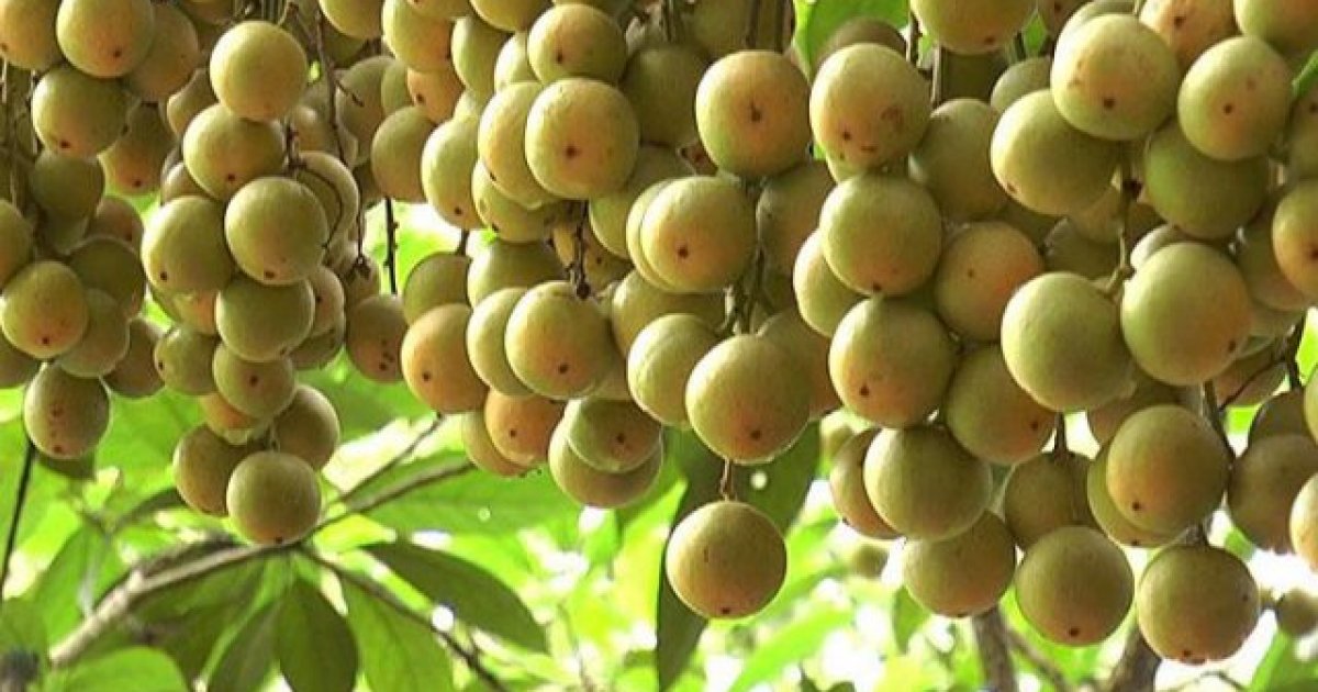 লটকন খেলে দারুণ এই উপকারগুলো মেলে