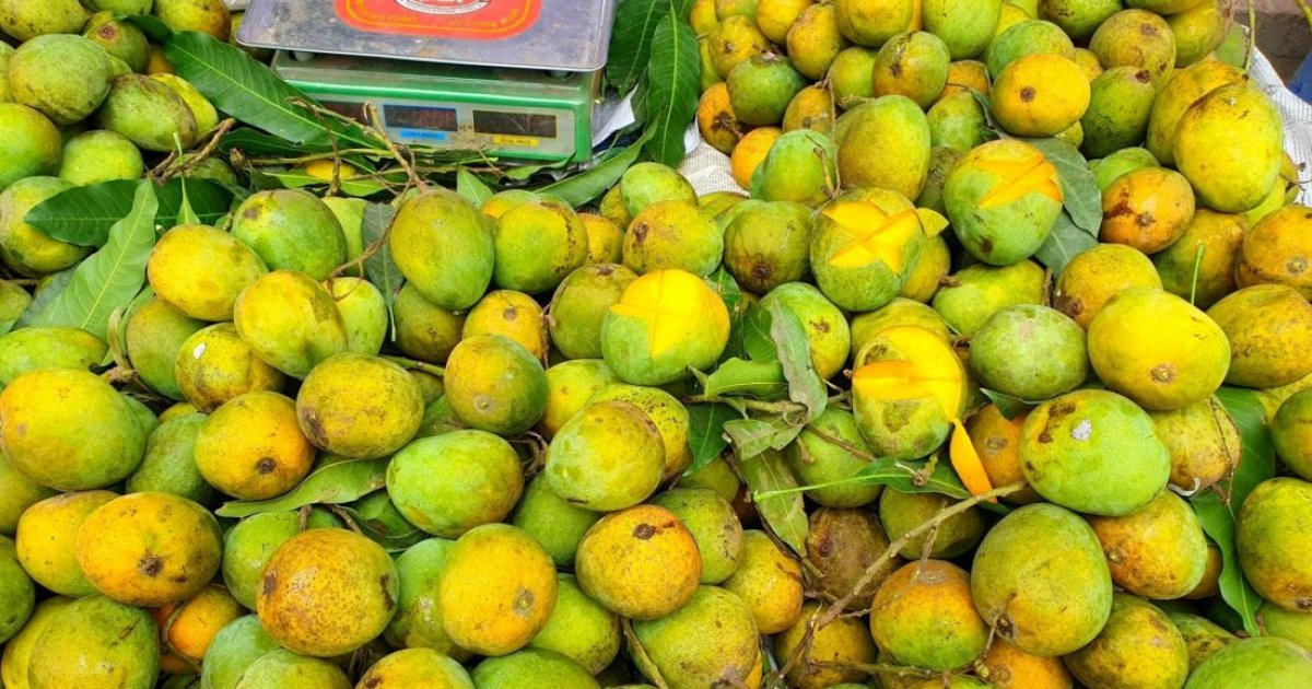 কলকাতার বাংলাদেশি মিশনের কর্মকর্তাদের জন্য পাঠানো হয়েছে ৪০০ কেজি আম