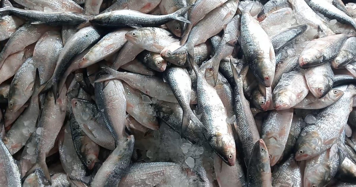 এক ট্রলারে ধরা পড়েছে ৬৫ মণ ইলিশ, বিক্রি ৪০ লাখে