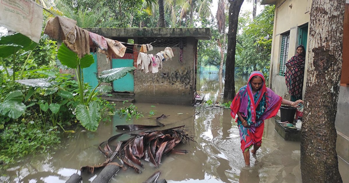 টানা বৃষ্টিতে সাতক্ষীরায় পানির নিচে আউশ, ভেসে গেছে ঘেরের মাছ