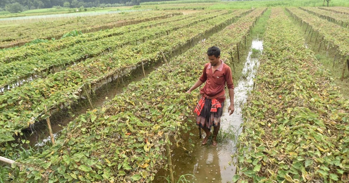 টানা বৃষ্টিতে যশোরে সবজির ব্যাপক ক্ষতি