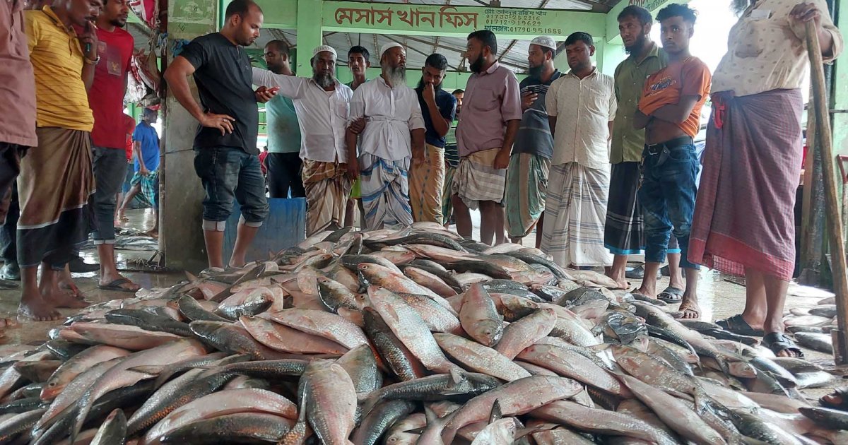 ইলিশের চড়া মূল্য, যা বলছেন সংশ্লিষ্টরা