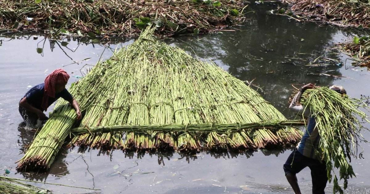 রাজশাহীতে পাটের বাম্পার ফলন