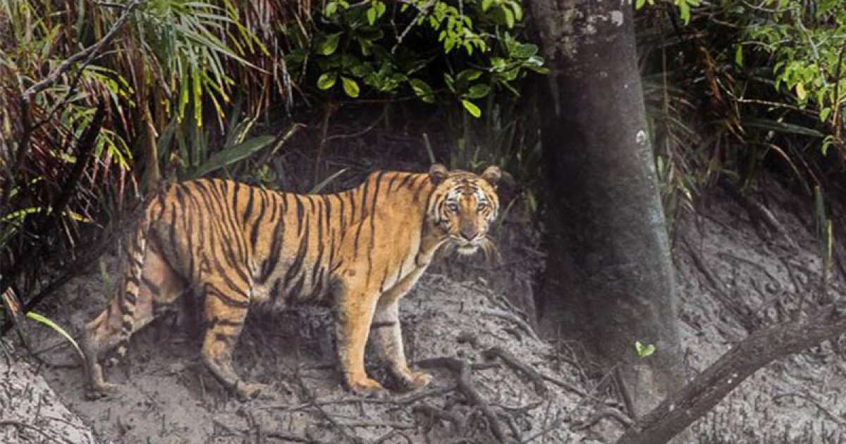 নানা উদ্যোগে বাড়ছে বাঘের সংখ্যা