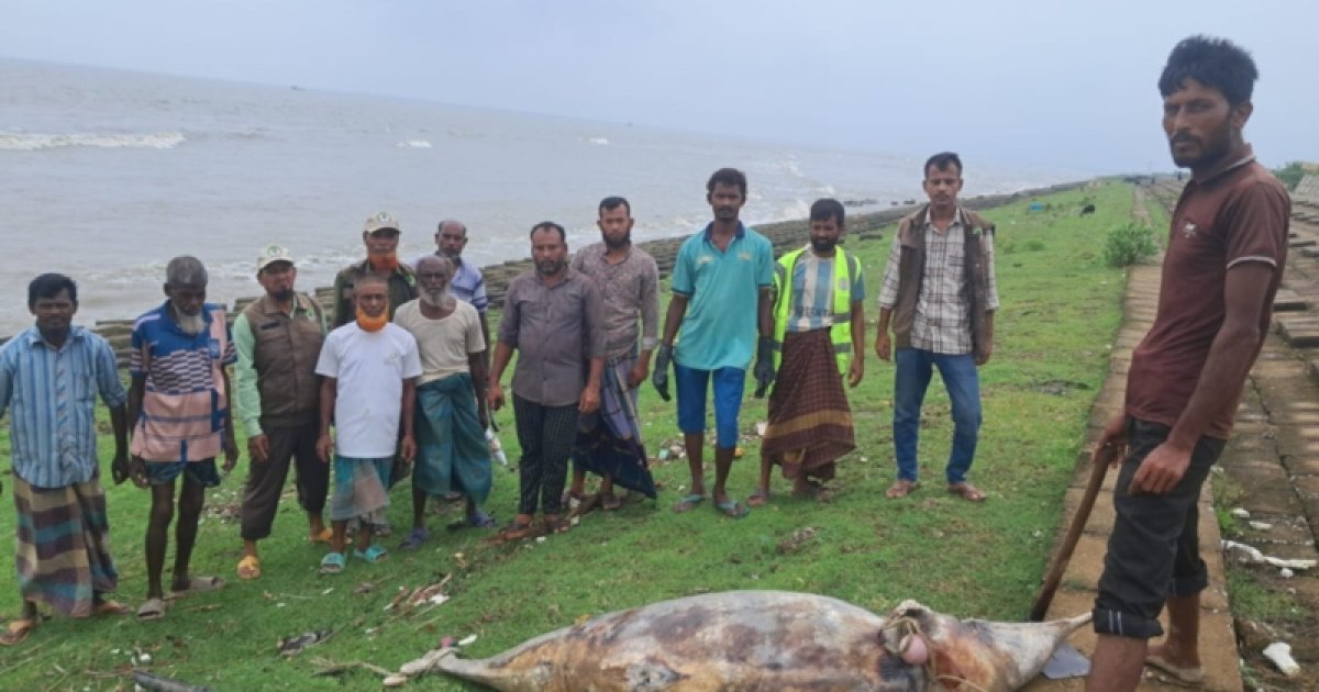 কুয়াকাটা সৈকতে আবারও ভেসে এলো মৃত ডলফিন