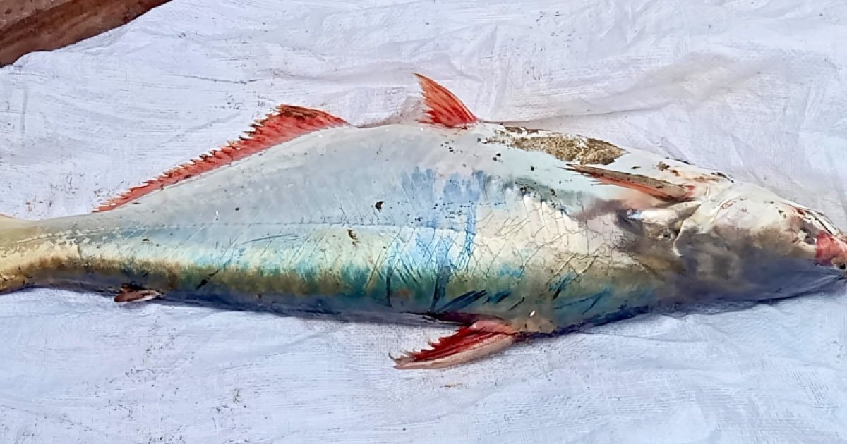 বঙ্গোপসাগরে জালে ধরা পড়লো ১৫ কেজির পাঙাশ