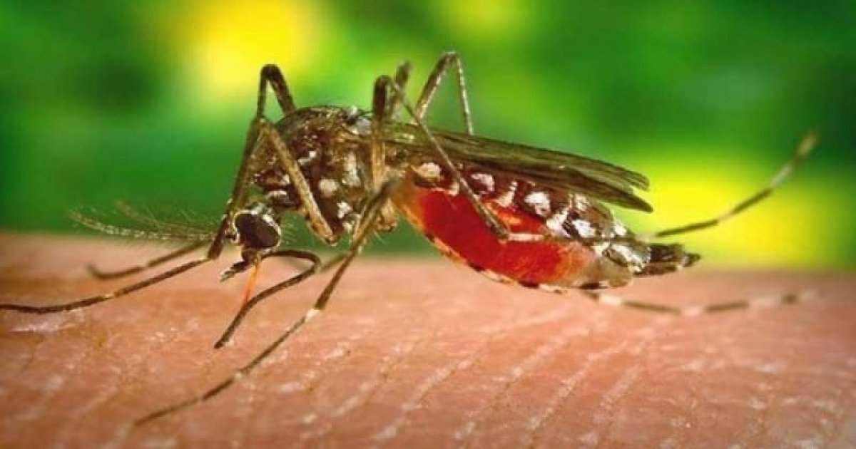 বিশ্ব মশা দিবস আজ