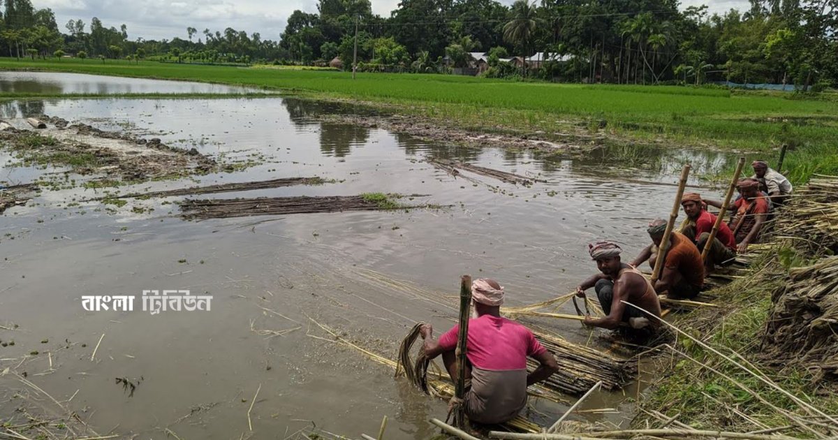 বদলে যাচ্ছে বন্যার সময়, কৃষিতে বিরূপ প্রভাব