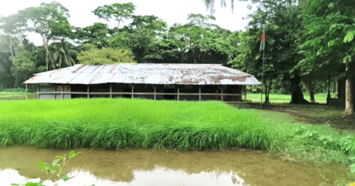 বিদ্যালয়ের মাঠে ধানের বীজতলা, খেলাধুলা থেকে বঞ্চিত শিক্ষার্থীরা