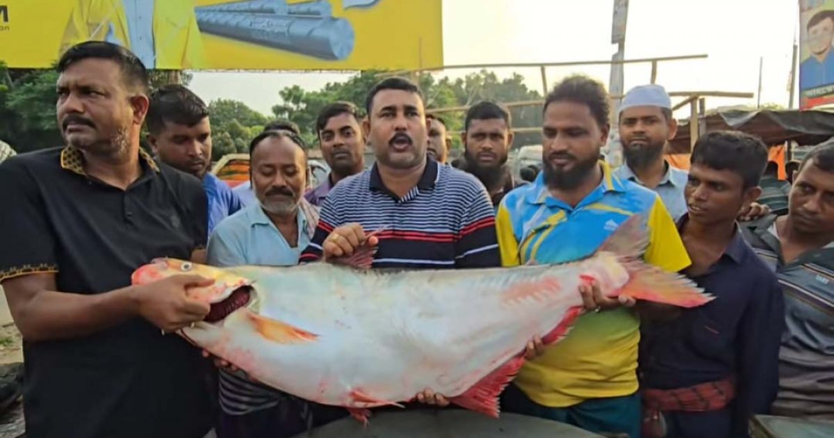 পদ্মার ঢাই মাছ বিক্রি হলো লক্ষাধিক টাকায়