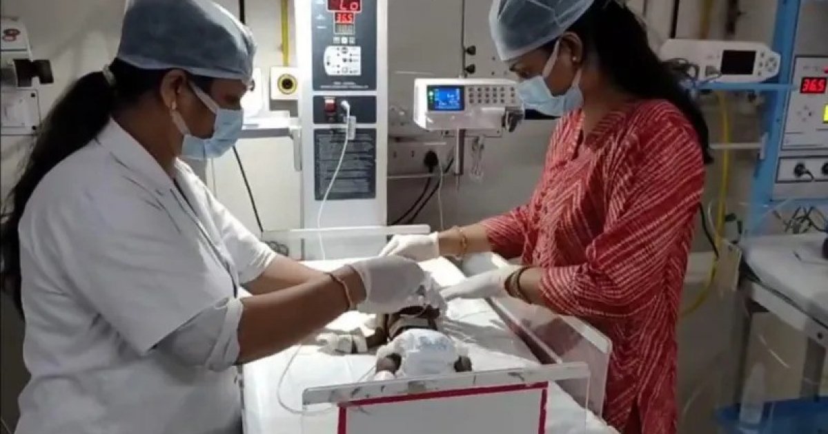 ভারতে জীবন্ত মাটিচাপা দেওয়া নবজাতক লড়ছে বাঁচার জন্য