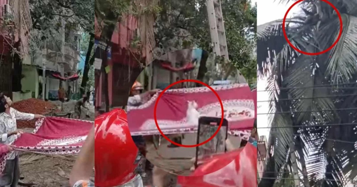 গাছে আটকে পড়া বিড়াল উদ্ধার করলো ডিএনসিসি-ফায়ার সার্ভিস