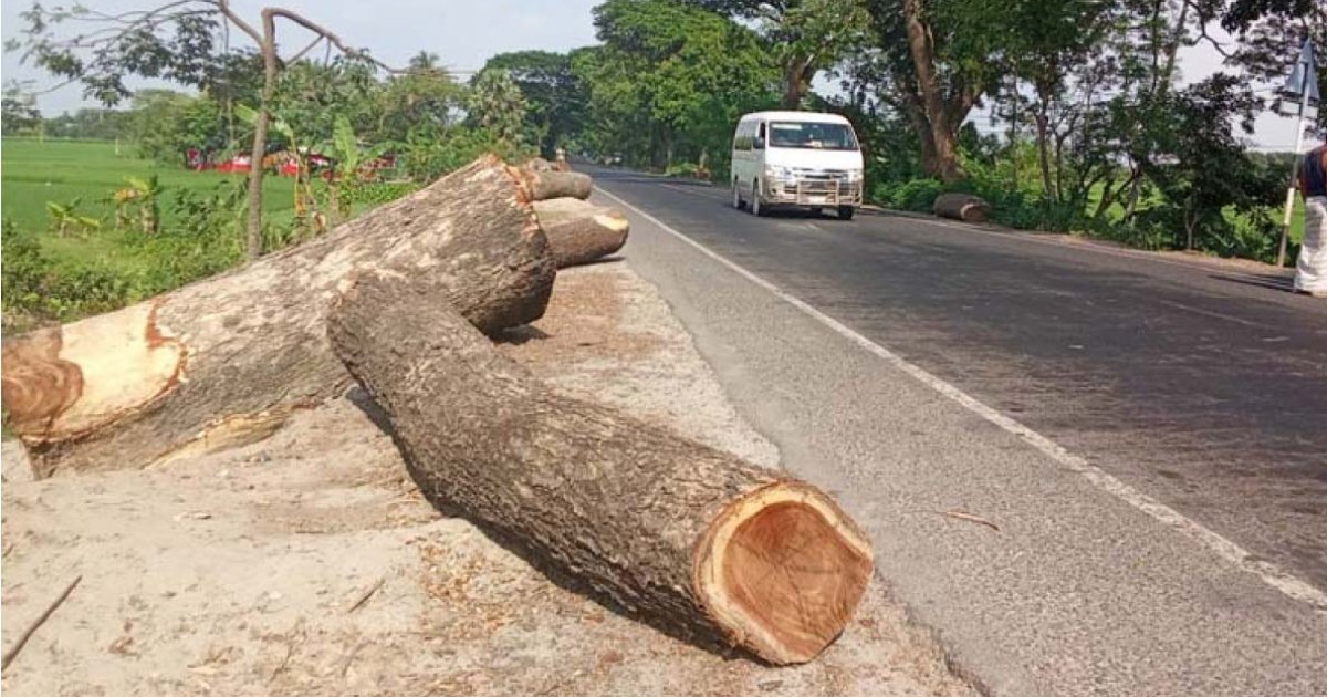 রাজশাহীতে তিন উন্নয়ন প্রকল্পে কাটা হচ্ছে ২৬৩১টি গাছ