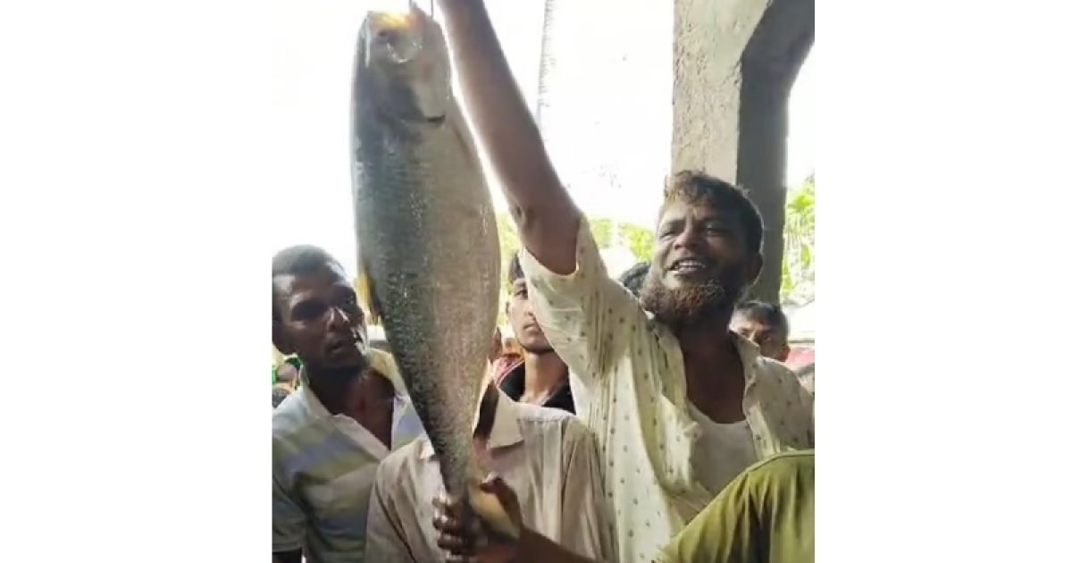 তিন কেজি ওজনের ইলিশ বিক্রি হলো ১০ হাজার টাকায়