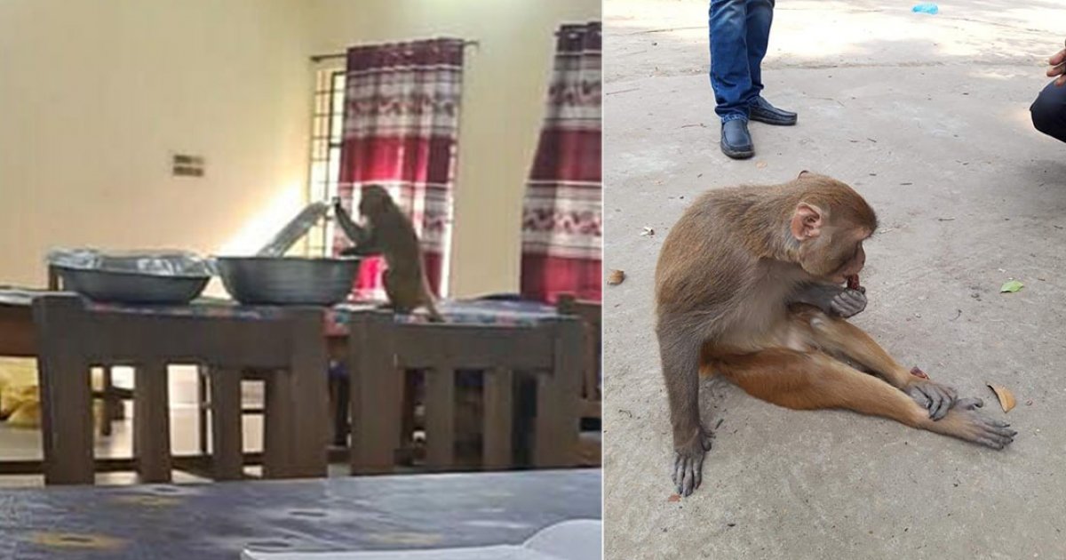 সিলেট কৃষি বিশ্ববিদ্যালয়ে বানর আতঙ্ক, প্রধান বন সংরক্ষকের সাহায্য চাইলেন ভিসি