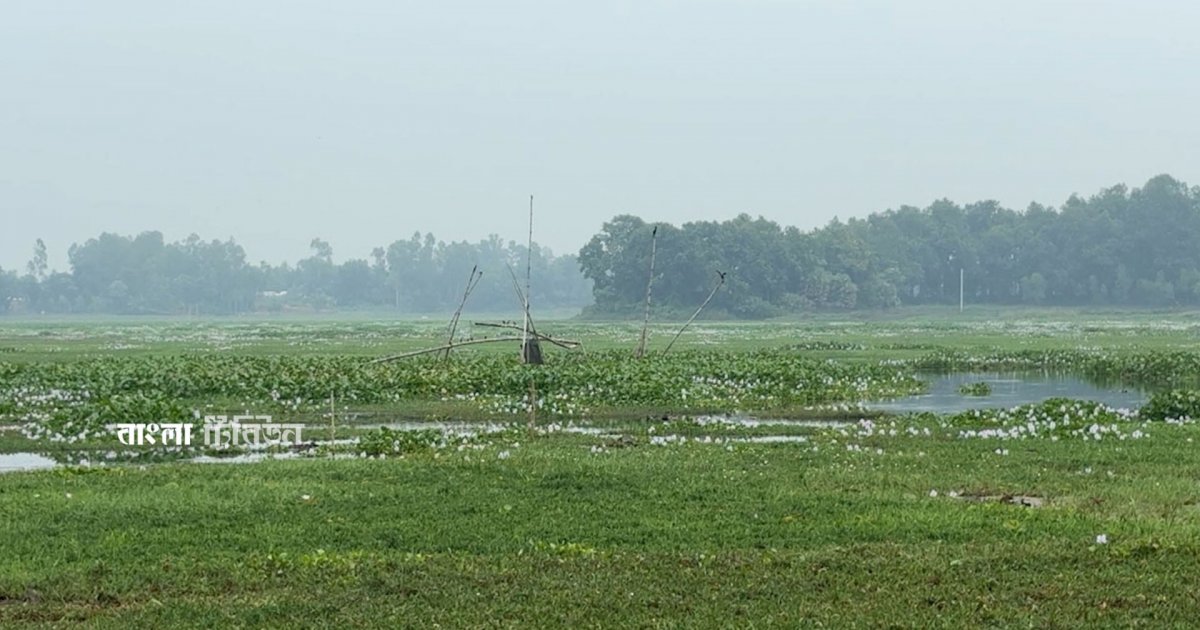 দখল-দূষণ ও নিষিদ্ধ জালে হুমকির মুখে আশুরার বিল