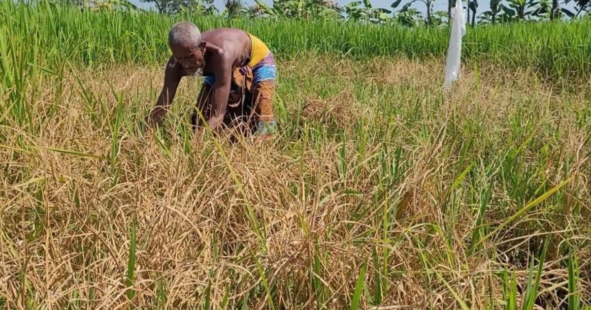 আমন ক্ষেতে পোকায় দিশেহারা কৃষক, বলছেন কৃষি কর্মকর্তাদের দেখা নেই