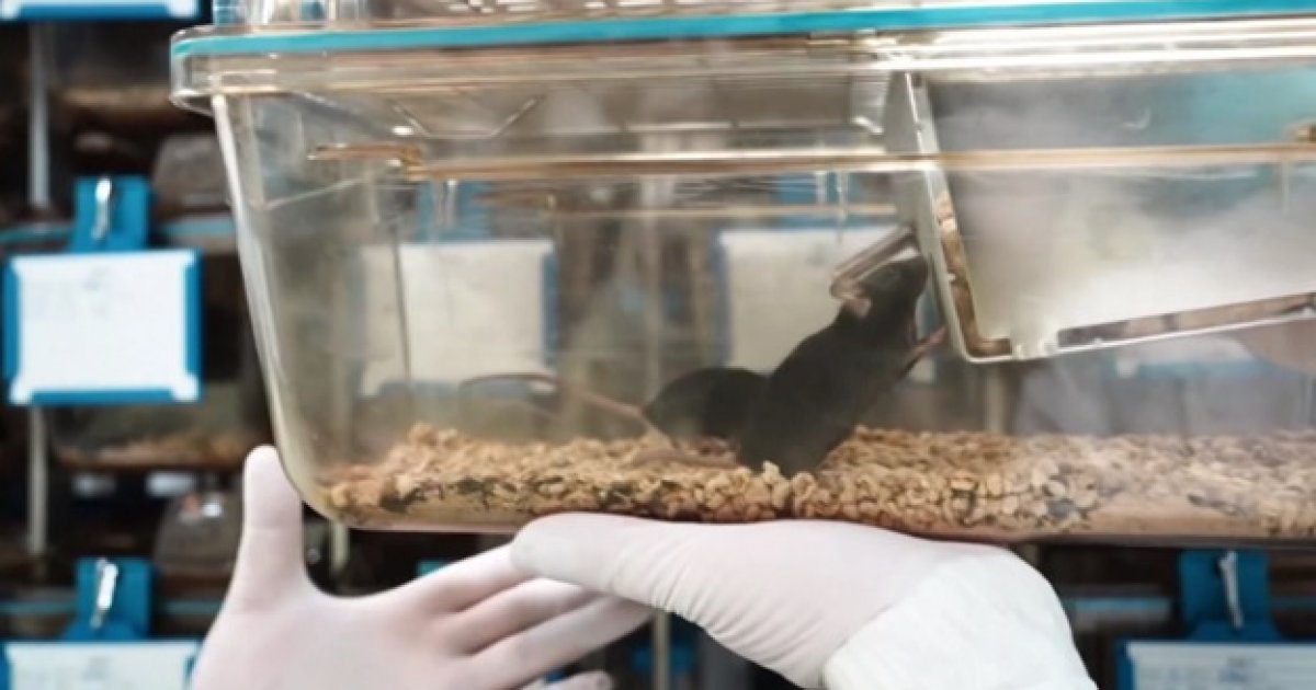 চীনা মহাকাশ স্টেশনে কেমন আছে ৪ ‘নভোচারী ইঁদুর’?