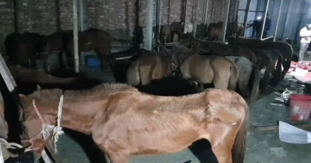 প্রতি রাতে রাজধানীসহ বিভিন্ন স্থানে সরবরাহ করা হতো ৩০-৪০টি ঘোড়ার মাংস