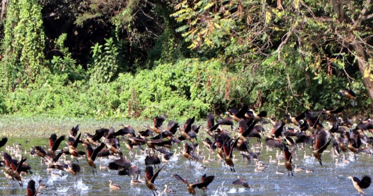 অতিথি পাখির কোলাহলে মুখর হয়ে উঠেছে রাজশাহী বিশ্ববিদ্যালয়