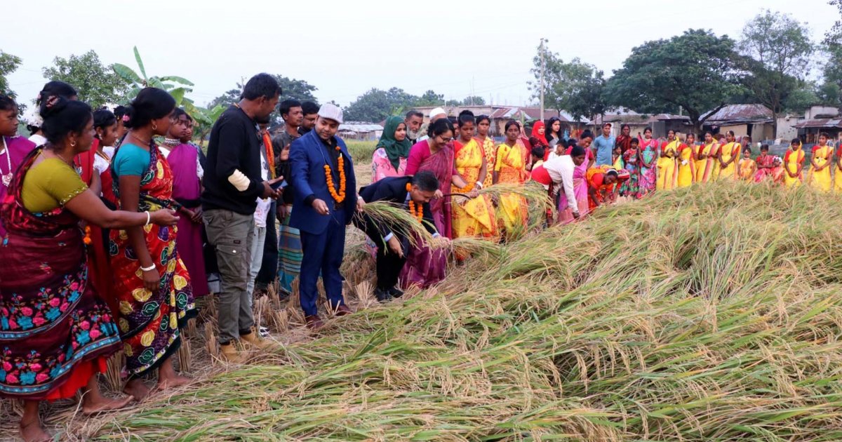 রাজশাহীতে আমনের ভালো ফলন, লক্ষ্যমাত্রা ছাড়িয়ে যাওয়ার আশা