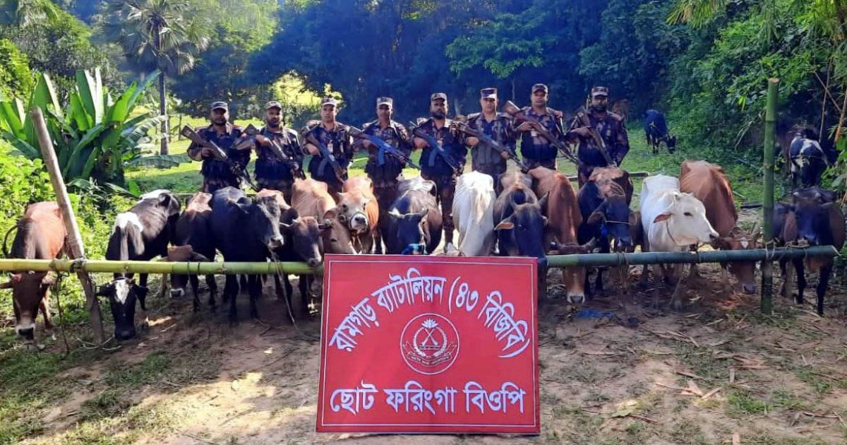 সীমান্তে বিজিবির অভিযানে ৩১ ভারতীয় গরু জব্দ
