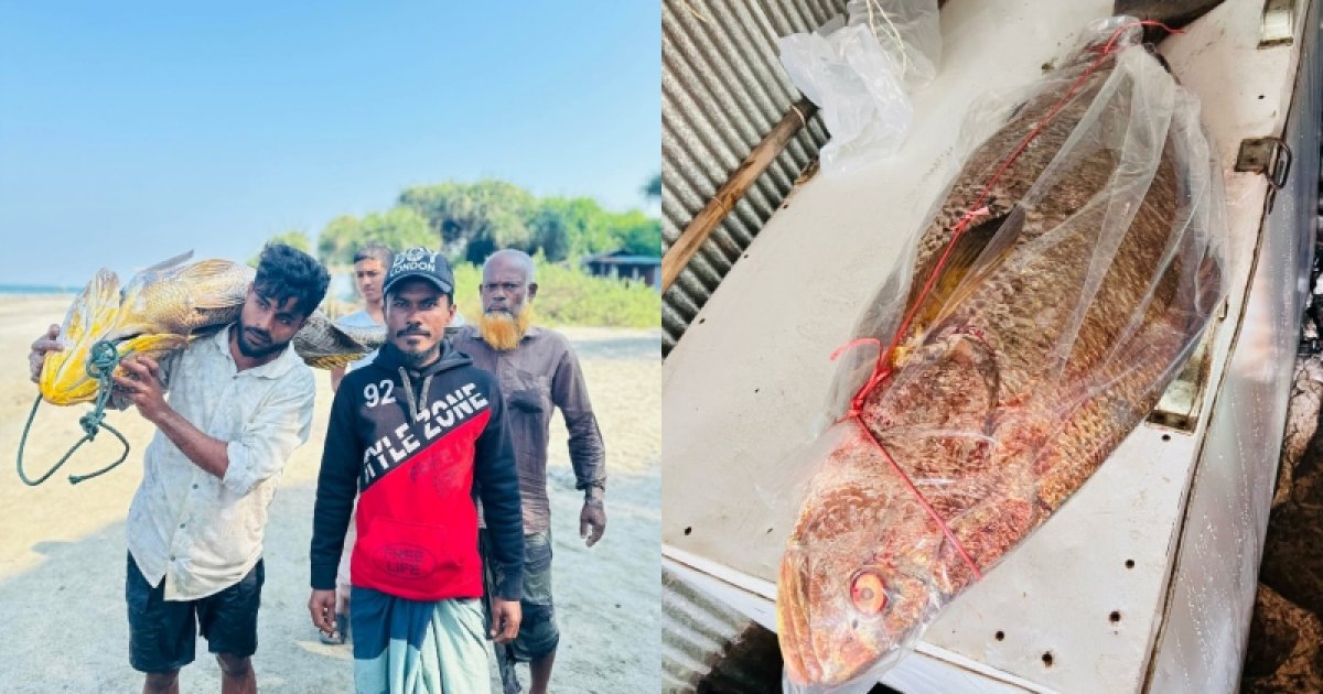 বঙ্গোপসাগরে জালে ধরা পড়লো বিশেষ এক মাছ, দাম উঠেছে ৭ লাখ টাকা