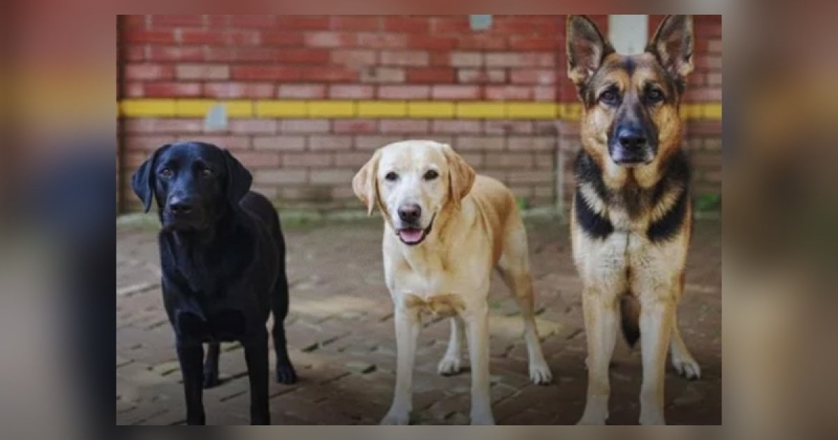 নিলামে তিনটি প্রশিক্ষিত কুকুর বিক্রি করলো সিটিটিসি